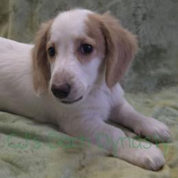 Little Brother 1800 - Cream male Dachshund puppy in Gatesville, Texas from CJ's Dach Dynasty
