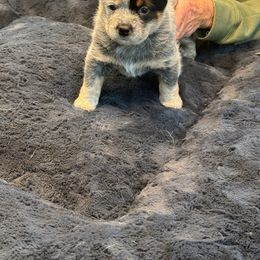 Girl 3 - Blue Australian Cattle Dog puppy in Genoa, Nevada from Mountain Blue Heelers