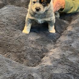 Girl 3 - Blue Australian Cattle Dog puppy in Genoa, Nevada from Mountain Blue Heelers