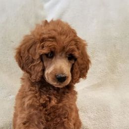 Poodle Puppies from Strut Your Stuff Standard Poodles