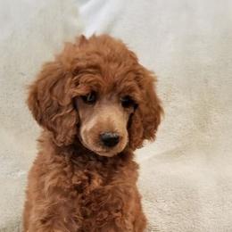 Poodle Puppies from Strut Your Stuff Standard Poodles
