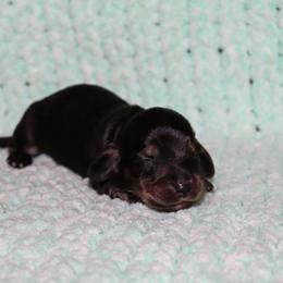 Boy 4 - male Dachshund puppy in Coldwater, Mississippi from Mississippi Shorties Miniature Dachshunds
