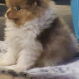 Pomeranian Puppies from Bluebonnet Pomeranians