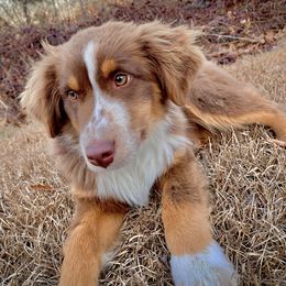 Miniature Australian Shepherd All Grown Up from AL Riley Aussies