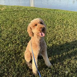 Daphne - Apricot female Poodle puppy in Houston, Texas from Golden Life Doodles