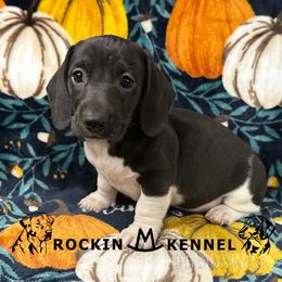 Black Piebald - Piebald male Dachshund puppy in George West, Texas from Rockin M Kennel