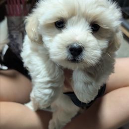 Paul - White male Coton de Tulear puppy in Mead, Oklahoma from Bar W Cotons