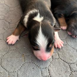 ChaCha - Black tri female Miniature American Shepherd puppy in Ewing, Kentucky from Bright Hope Aussies