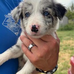 Girl 3 - Slate merle female Border Collie puppy in Shawnee, Oklahoma from Cross K Working Collies - Pure Bred Border Collies
