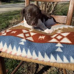 Black - Liver and white male German Shorthaired Pointer puppy in Union Hall, Virginia from Rustic Creek Farms
