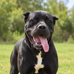 Purple Collar Girl - Black female Cane Corso puppy in Gorman, Texas from McOmber Country Kennels