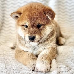 Dallas - Red male Shiba Inu puppy in Trenton, Nebraska from Prairie Shibas