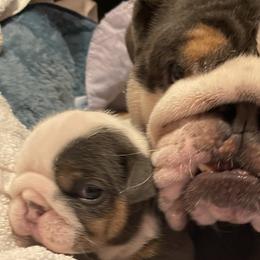 Bulldogs and French Bulldogs from Sam bulldogs