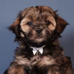 Sleepy (White Collar) - Black male Shihpoo puppy in Las Vegas, Nevada from Plush Toy Poodle Puppies & Pals