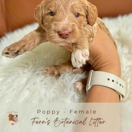 Poppy - Cream female Goldendoodle puppy in Atlanta, Georgia from Teddy Puppies