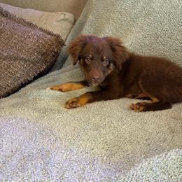 Ford - Red tri male Toy Australian Shepherd puppy in Union Grove, North Carolina from Grove Farm