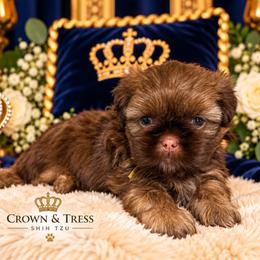 Prince Ellis - Chocolate and tan male Shih Tzu puppy in Xenia, Ohio from Crown & Tress Shih Tzu