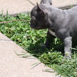 "Blue Venus" French Bulldog Puppies from Gorilla Zoo Kennels