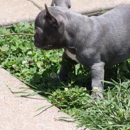 "Blue Venus" French Bulldog Puppies from Gorilla Zoo Kennels