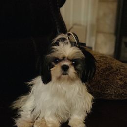 Minnie Pearl - Shih Tzu