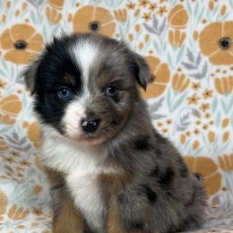 Miniature Australian Shepherd and Toy Australian Shepherd Puppies from Pistol Paws Aussies