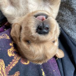 Boy 2 - Golden Retriever puppy in Otis Orchards, Washington from Sunlite Golden Retrievers