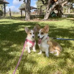 Pembroke Welsh Corgi Puppies from McCall Creek Corgis