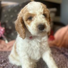 Drew (red) - male Goldendoodle puppy in Fayettville Ar, Arkansas from Ozark Bulldogs and doodles