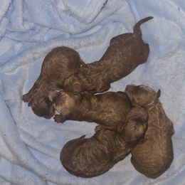 Cavapoo puppies from Lake Michigan Couture Cavapoos & Cockapoos