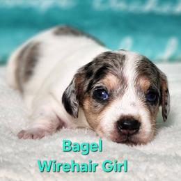 Bagel - Dapple female Dachshund puppy in Mount Sherman, Kentucky from Kaleidoscope Dachshunds and Whippets