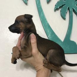 Benjamin - Black sabled fawn male Chihuahua puppy in Mesa, Arizona from Sun Valley Chihuahuas & Malinois