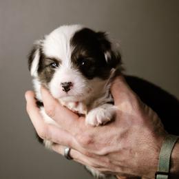 Queen - Black and tan female Pembroke Welsh Corgi puppy in South Otselic, New York from Ridge Top Corgis