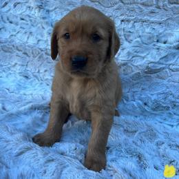 Yellow - Dark golden male Golden Retriever puppy in Mount Carmel, Tennessee from HS Goldens