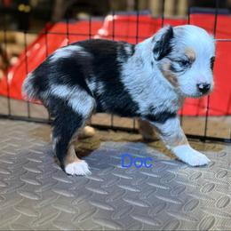 Doc - Blue merle male Miniature Australian Shepherd puppy in Austin, Texas from Dripping Springs Mini Aussies
