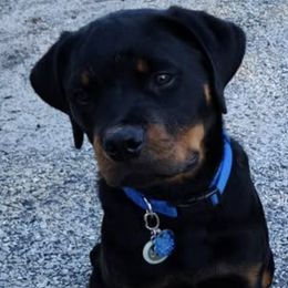 Rottweilers from Vom Haus Bradford