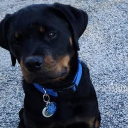 Rottweilers from Vom Haus Bradford