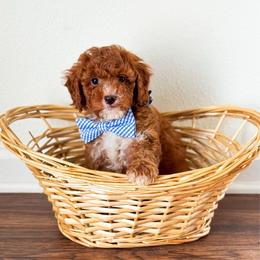 Rain - Red  male Poodle puppy in Kissimmee, Florida from Poodle Doodle Kennels