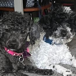 Poodles from Toy Poodle Love