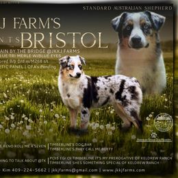 Bristol - Australian Shepherd