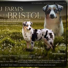 Bristol - Australian Shepherd