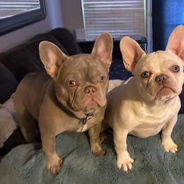 French Bulldog All Grown Up from The Frenchie Lounge