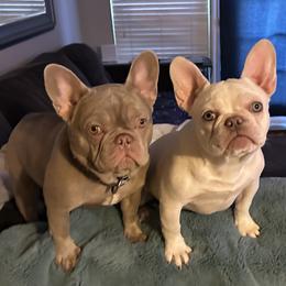 French Bulldog All Grown Up from The Frenchie Lounge