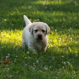 Labrador Retriever Puppies from Kyla Flora