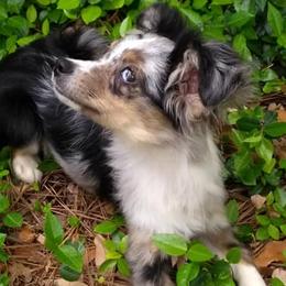 Australian Shepherds from Loving Trail Aussies