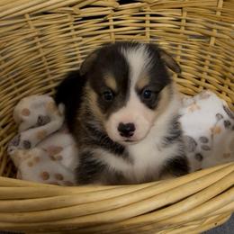 AKC Blue - Black and tan male Pembroke Welsh Corgi puppy in Summerfield, Florida from Promise Land Farm