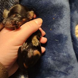 Duke - Black and tan male Dachshund puppy in Cedarcreek, Missouri from Cedarcreek Dachshunds