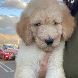 Goldendoodle Puppies from AZ Desert Doodles