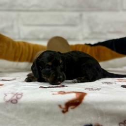Justice - Black and cream female Dachshund puppy in Three Rivers, Michigan from Michiana Dachshunds