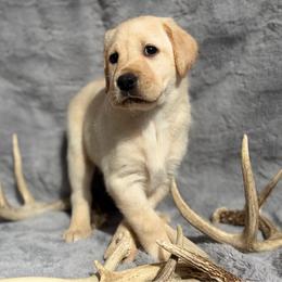 Lark - Yellow female Labrador Retriever puppy in Sweet Home, Oregon from Knotty Creek Labradors
