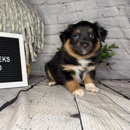 Princess Tiana - Black tri female Miniature Australian Shepherd puppy in Peoria, Arizona from B My Sunshines Mini Aussies